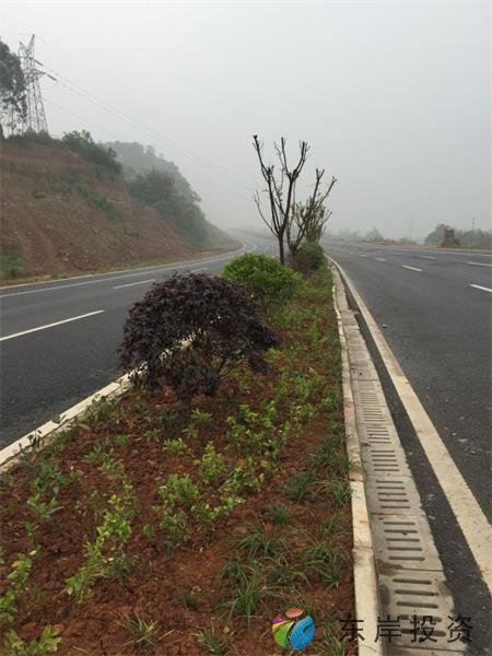 岷東大道東坡段5.8公里道路隔離帶綠化工程順利驗(yàn)收(圖4) 岷東大道東坡段5.8公里道路隔離帶綠化工程順利驗(yàn)收(圖4)